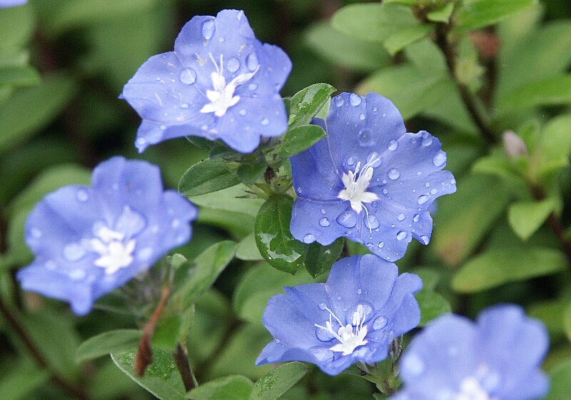 トップページ >花 散 歩 道 >ヒルガオ科 >一年草 >エボルブルス・アメリカンブルー >