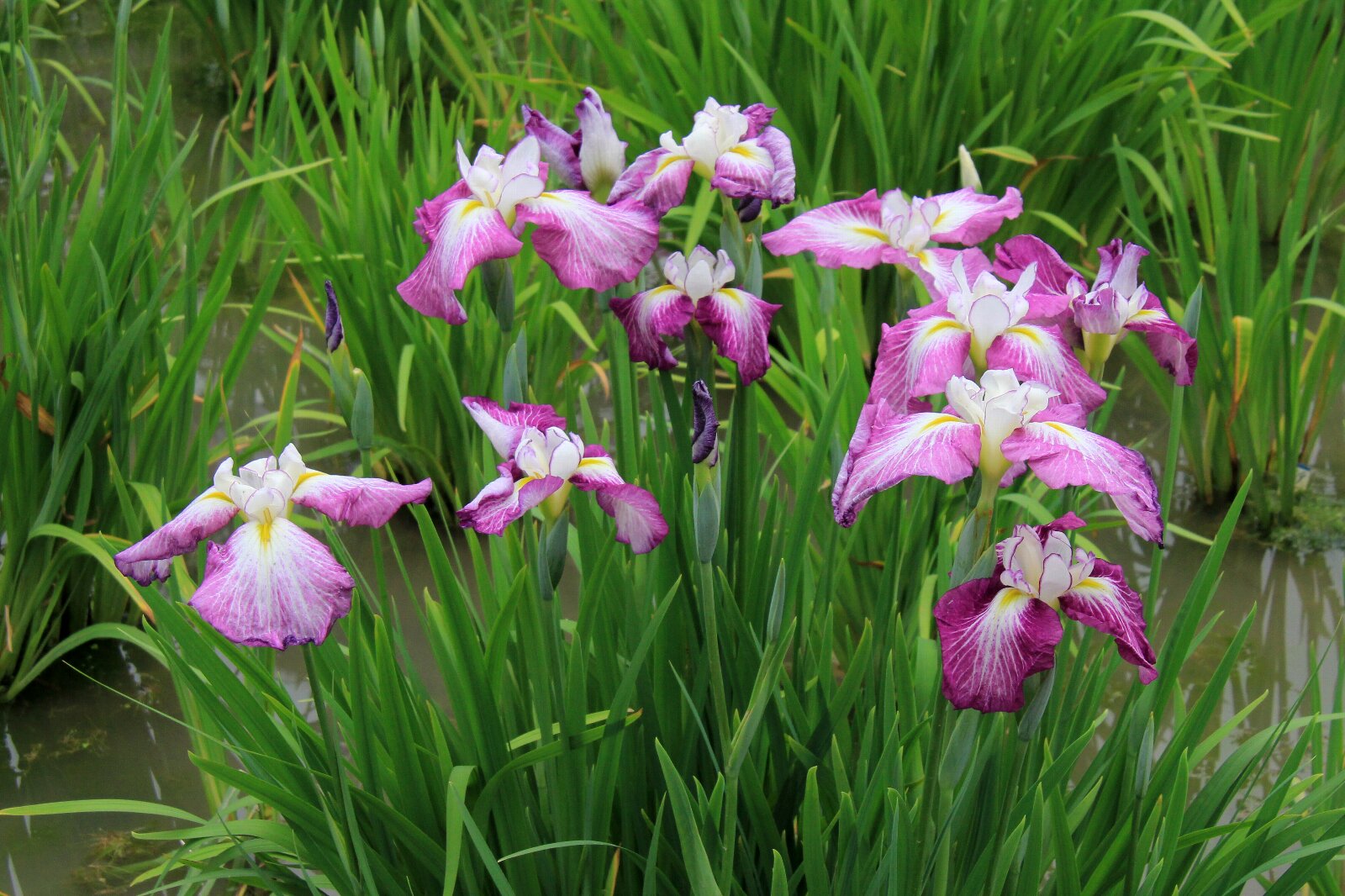 トップページ >花散歩道 >花菖蒲を楽しむ >花菖蒲品種リスト　江戸系 >