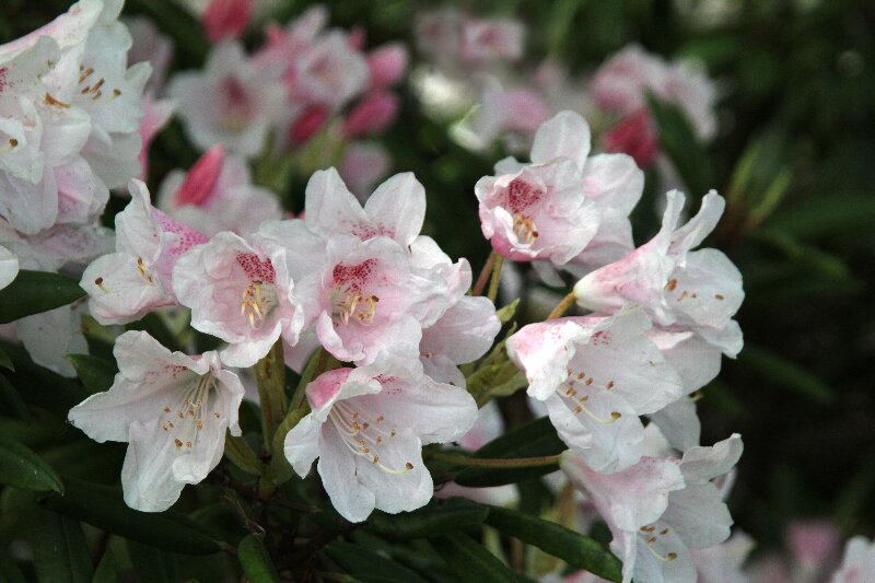 アカボシシャクナゲ・赤星石楠花