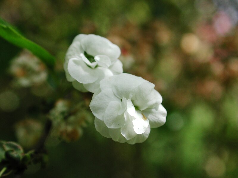 シジミバナ・蜆花
