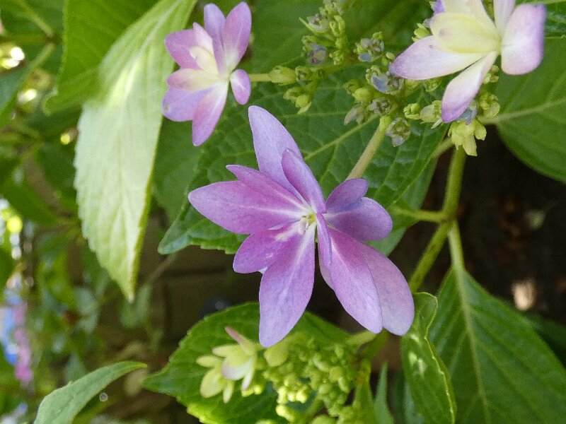 アジサイ・紫陽花