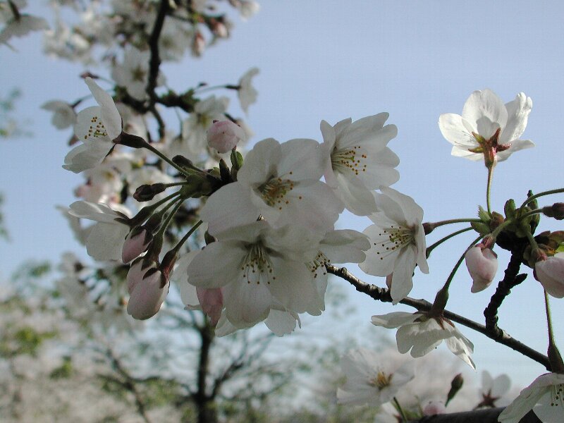 サクラ・桜