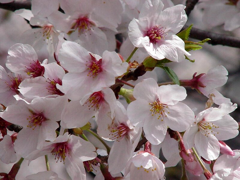 サクラ・桜