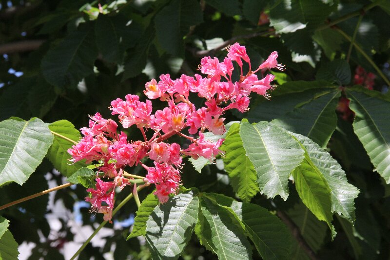 ベニバナトチノキ・紅花栃の木