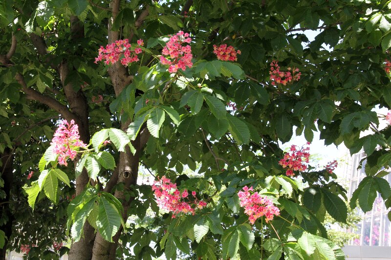 ベニバナトチノキ・紅花栃の木