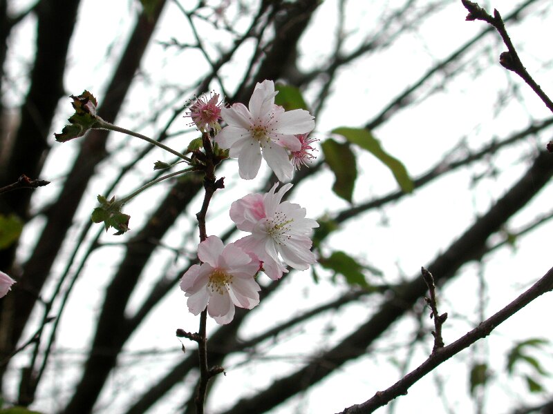 ジュウガツザクラ・十月桜
