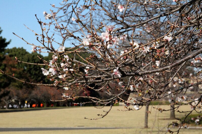 ジュウガツザクラ・十月桜