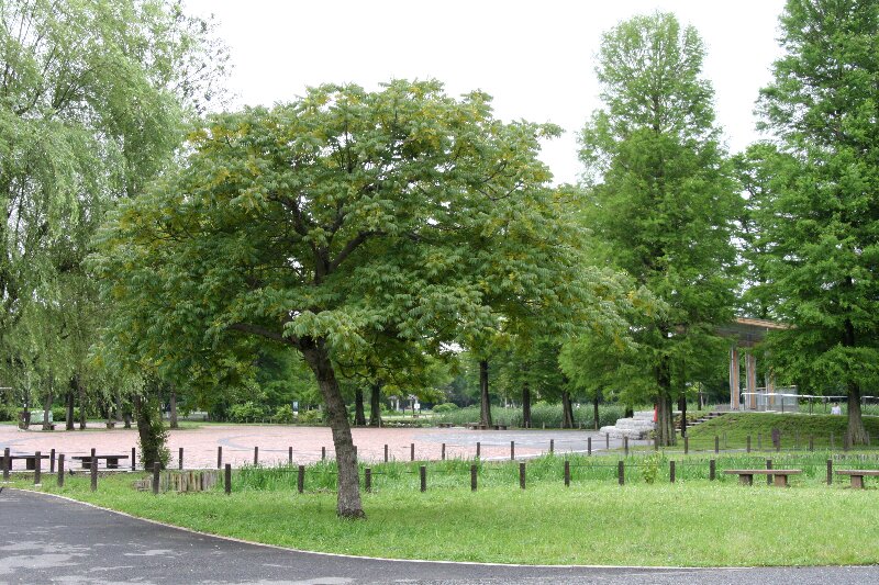 ハゼノキ・櫨の木
